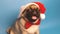 Cute pug puppy in a cap like Santa Claus. Pug isolated on blue background. Happy Christmas and new year concept