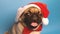 Cute pug puppy in a cap like Santa Claus. Pug isolated on blue background. Happy Christmas and new year concept