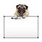 Cute pug puppy dog hanging with paws on blank marker white board,