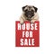 Cute pug puppy dog hanging with paws on red house for sale sign