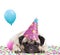 Cute pug puppy dog with party hat lying down on confetti, sticking out tongue, tired of partying, on white background