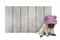 Cute pug puppy dog with pink knitted winter hat, sitting in front of blank wooden fence promotional board sign of barn wood