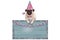 Cute pug puppy dog with pink party hat hanging on blank blue wooden sign with flowers