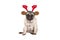 Cute pug puppy dog with reindeer antlers diadem for Christmas, sitting down, looking grumpy