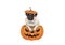 Cute pug puppy dog sitting in carved pumpkin with scary face, wearing lid as hat