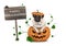 Cute pug puppy dog sitting in carved pumpkin with scary face, wearing lid as hat, with wooden sign saying happy halloween