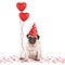 Cute pug puppy dog sitting down on confetti, wearing party hat and holding red heart shaped balloons, isolated on white bac