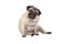 Cute pug puppy dog sitting down, isolated on white background