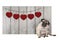 Cute pug puppy dog sitting down next to wooden fence of used scaffolding wood with red hearts