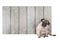 Cute pug puppy dog sitting in front of blank wooden fence promotional sign of scaffolding wood