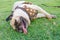 Cute pug puppy dog tired sleeping rest by face and tongue lay down on field