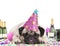 Cute pug puppy dog wearing party hat, lying down on confetti, fed up and drunk on champagne, tired of partying, on white