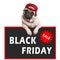 Cute pug puppy dog wearing red cap and hanging with paws on sign with text black friday, on white background