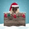 Cute pug puppy dog wearing santa hat hanging with paws on weathered wooden sign with Christmas decoration