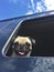 Cute pug puppy dog â€‹â€‹peeking out of a blue camper window with summer sky