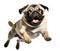 Cute pug puppy jumping. Playful dog cut out at background