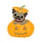 Cute pug puppy is sitting in a Halloween pumpkin. Happy Halloween illustration