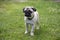 Cute pug puppy wearing a flea and tick collar stands on a fresh green lawn