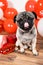 A cute pug sits among balls and hearts on Valentine's Day. Pets, dogs and their holidays