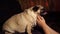 Cute pug sitting on couch and resting in dark. Close up of woman\'s hands stroking dog\'s muzzle.