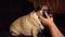 Cute pug sitting on couch and resting in dark. Close up of woman\'s hands stroking dog\'s muzzle.