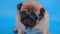 Cute pug in small sunglasses on blue background. Portrait of relaxed dog. Close up