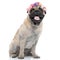 Cute pug wearing flowers headband and sticking out tongue