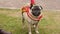 Cute pug wearing funny Christmas accessories enjoying walk on leash in park