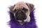 Cute pug wearing purple costume on white background