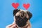 Cute pug wearing red paper hearts over his head. Love comes from the dog