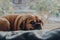 Cute puggle dog laying on a cushion by the window, relaxing in sunlight