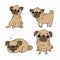 Cute Pugs. Dogs.