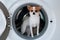 Cute puppie dog in washing machine with curious exiting eyes and face