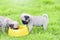 Cute puppies brown Pug eating goat milk