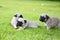 Cute puppies brown Pug in green lawn