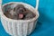 Cute puppies Cane Corso in a basket. Blue background