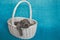 Cute puppies Cane Corso in a rattan basket.Blue background