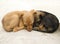 Cute puppies caught in adorable sleeping position