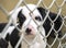Cute puppies in chain link kennel in the dog pound waiting for adoption