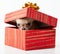 Cute puppies chihuahua in box