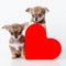 Cute puppies Chihuahua with red heart