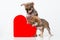 Cute puppies Chihuahua with red heart