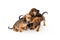 Cute puppies of dachshund