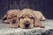 The cute puppies of the English Cocker Spaniel lies on a large rock in the garden. Lovely dogs on stone background