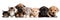 cute puppies and kittens peeking over web banner isolated white background