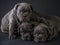 Cute puppies over a dark background