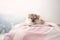 Cute puppies Pomeranian Mixed breed Pekingese of dog