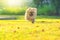 Cute puppies Pomeranian Mixed breed Pekingese dog run on the grass with happiness