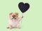 Cute puppies Pomeranian Mixed breed Pekingese dog sitting holding a heart shape Wooden sign isolated on green background for