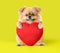 Cute puppies Pomeranian Mixed breed Pekingese dog sitting hugging a red heart shape pillow isolated green background for